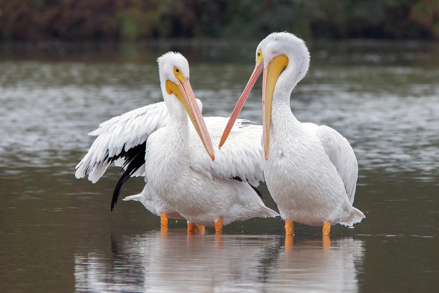 American White Pelicans 3604-120818-1cr Photograph by Tam Ryan