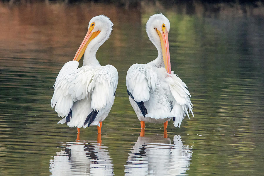 American White Pelicans 4267-121018-1 Photograph by Tam Ryan