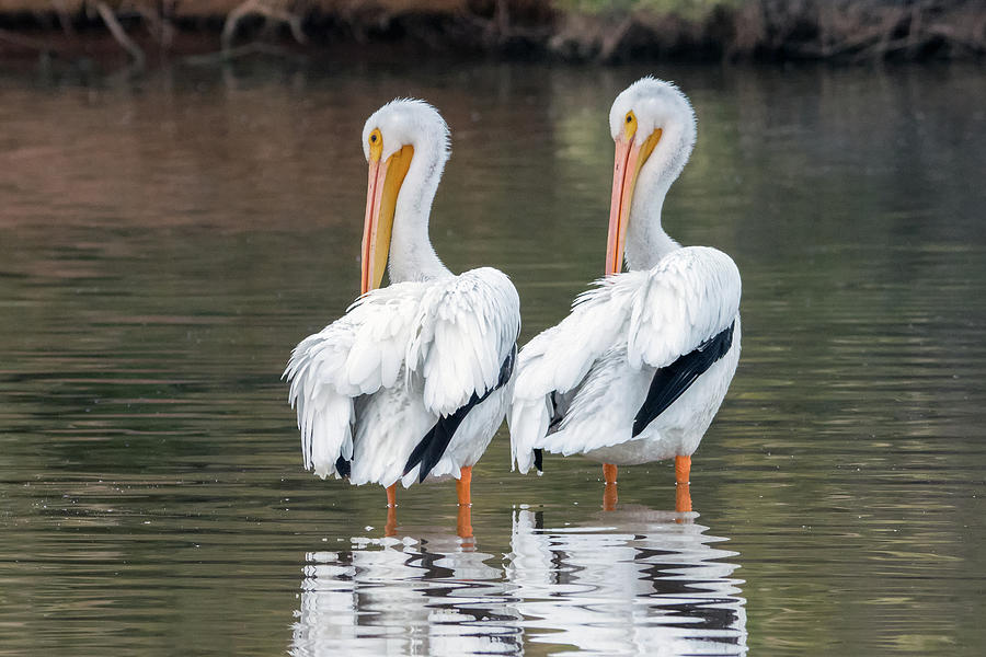 American White Pelicans 4316-121018-1 Photograph by Tam Ryan