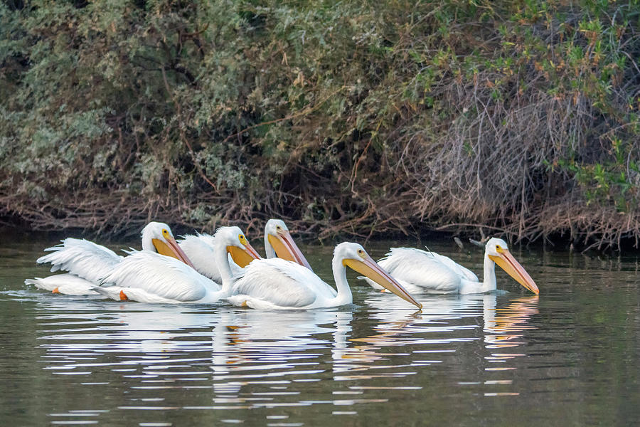 American White Pelicans 5262-121518-1 Photograph by Tam Ryan