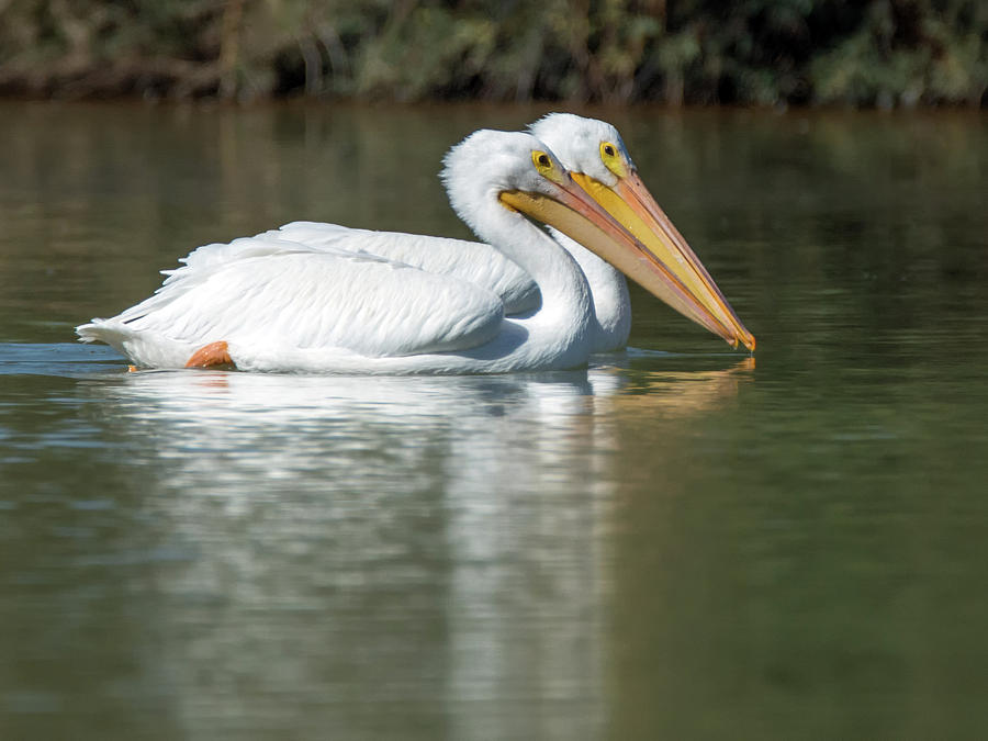 American White Pelicans 5454-102418-cr Photograph by Tam Ryan