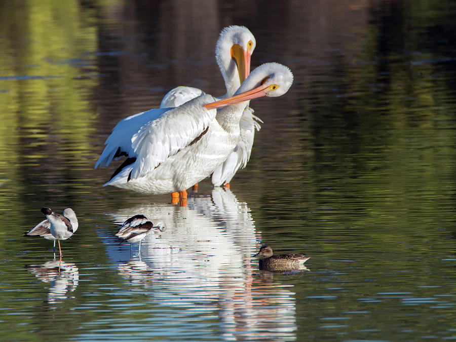 American White Pelicans 5613-102618-1cr Photograph by Tam Ryan