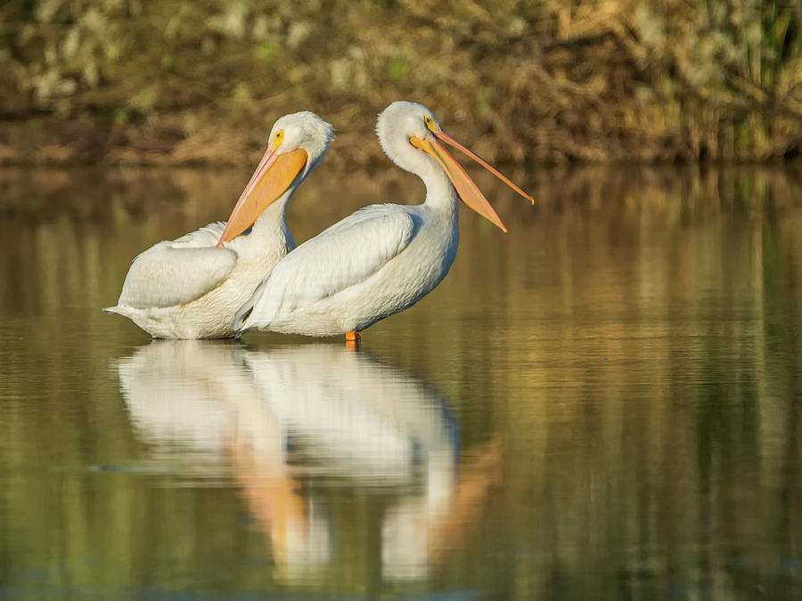 American White Pelicans 8683-110818-1cr Photograph by Tam Ryan