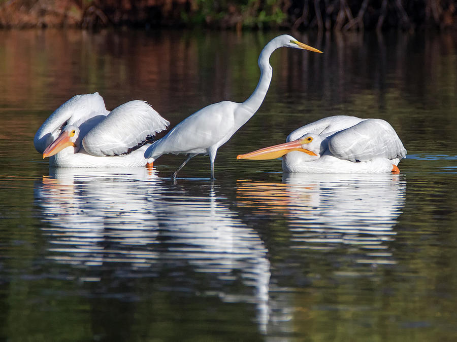 American White Pelicans and Great Egret 5636-102618-1cr Photograph by Tam Ryan