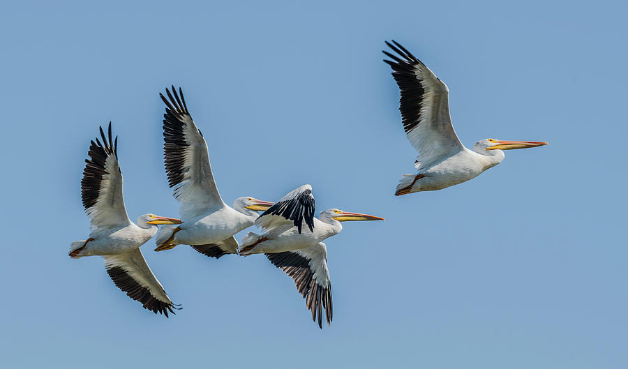 American White Pelicans In Flight Photograph by Morris Finkelstein | Pixels