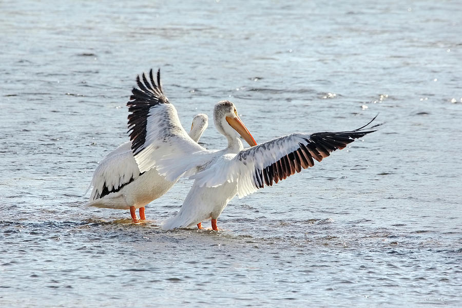 American White Pelicans Photograph by Jennie Marie Schell