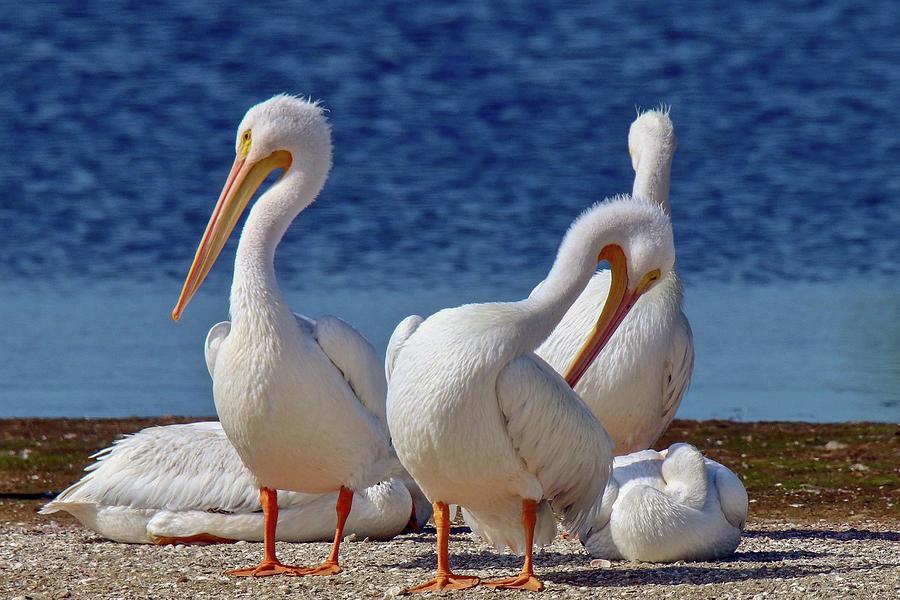 American White Pelicans Photograph by Susan Rydberg