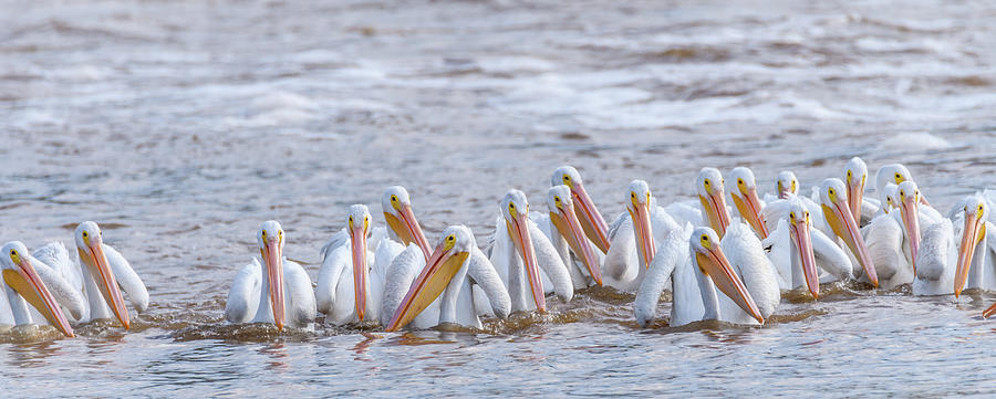 American White Pelicans Working Together Photograph by Debra Martz