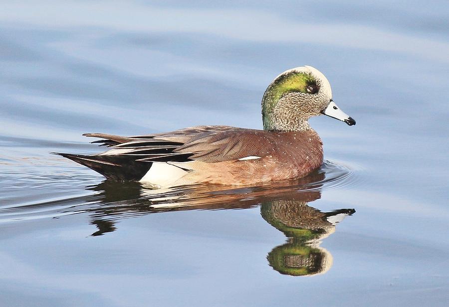 American Widgeon- male Photograph by Susan Dotterer Dixon - Fine Art ...