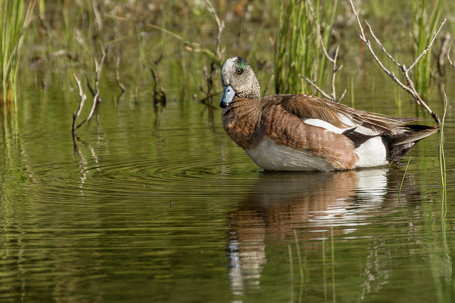 American Widgeon Photograph by Ronnie And Frances Howard