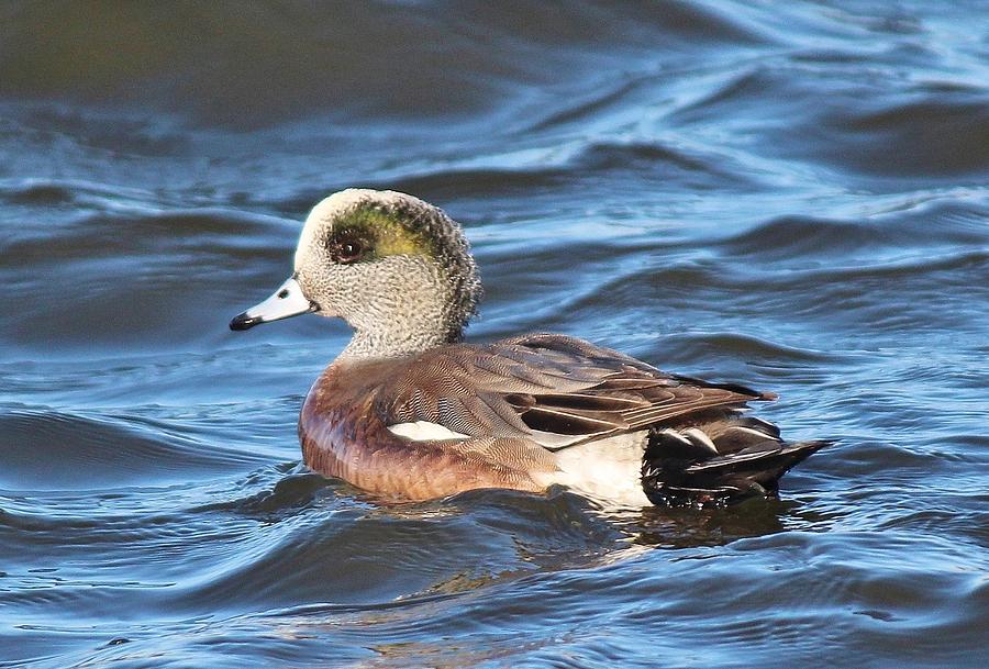 American Widgeon Photograph by Susan Dotterer Dixon - Fine Art America