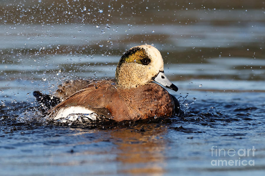American Wigeon 1 Photograph by Sue Harper American Wigeon 1 Photograph by Sue Harper