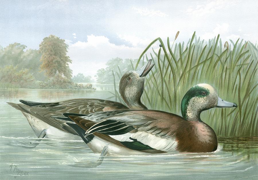Nature Painting - American Wigeon Ducks by A. Pope Jr.