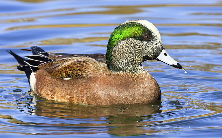 American Wigeon Floating on Calm Water Photograph by Jerry Fornarotto