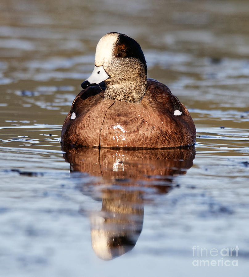 American Wigeon floating Photograph by Sue Harper