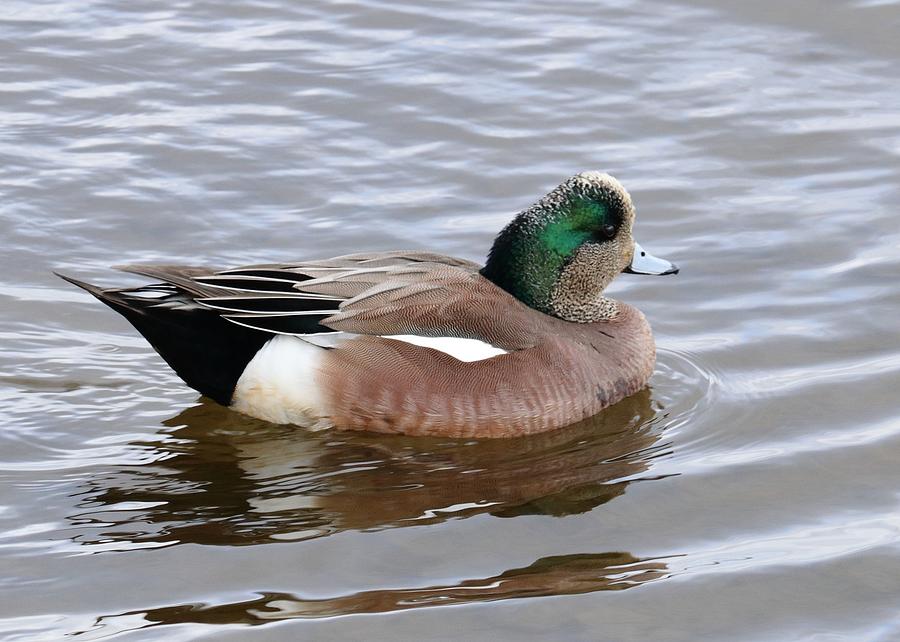 American Wigeon Photograph by I'ina Van Lawick - Pixels