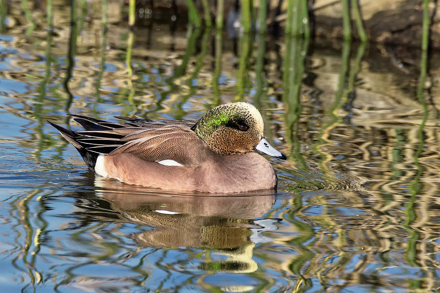 American Wigeon in Winter Photograph by Kathleen Bishop