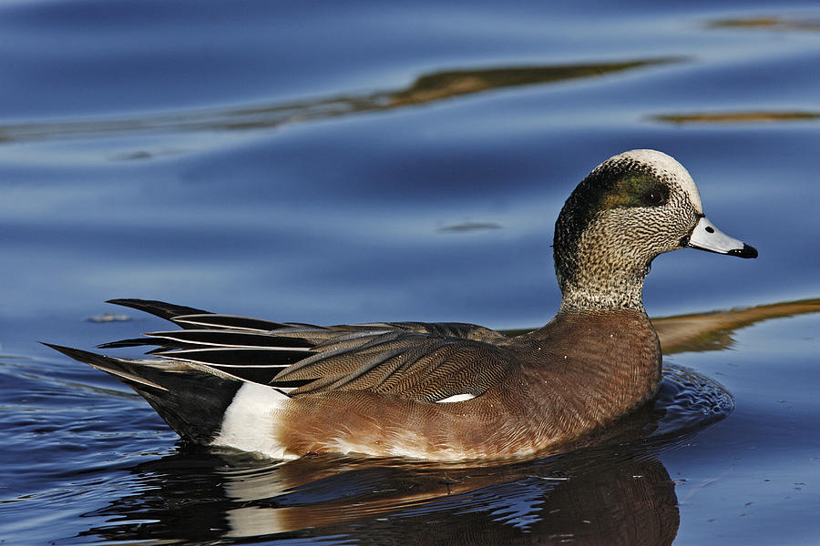 American Wigeon Photograph by James Zipp - Fine Art America