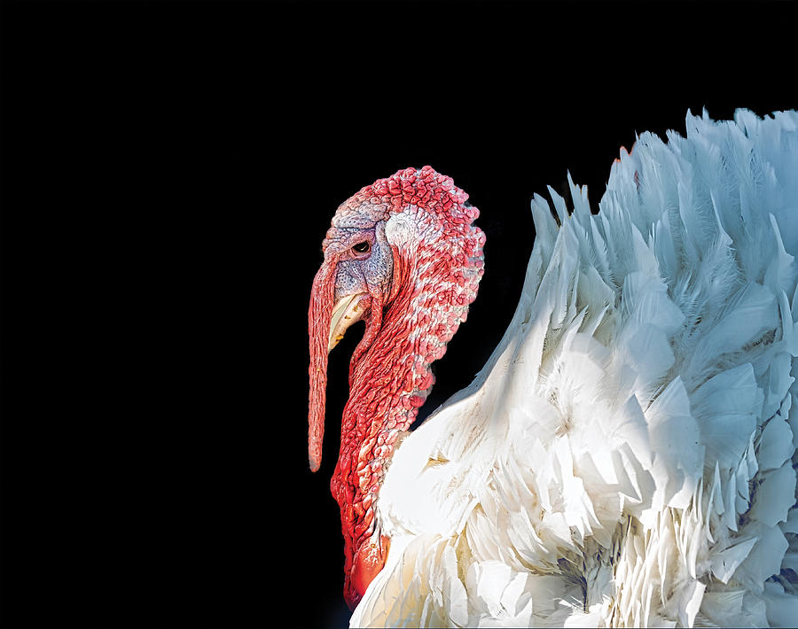Animal Photograph - American Wild Turkey by Sunil Kulkarni