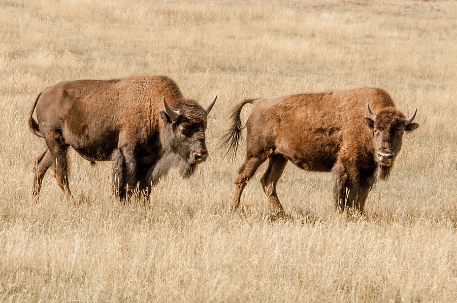 American Wildlife Buffalo Photograph by Garrick Besterwitch - Pixels