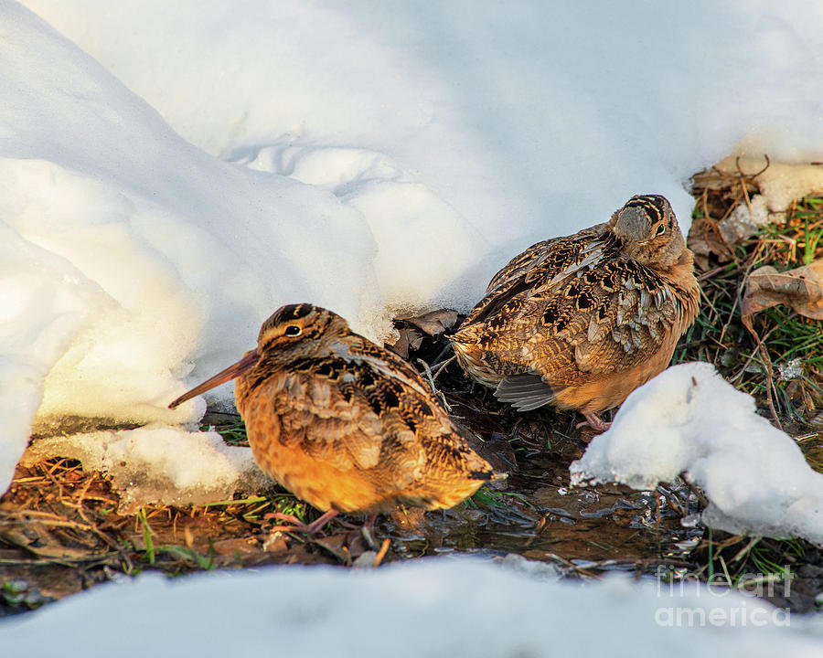 American Woodcock Winter Duo by Timothy Flanigan American Woodcock Winter Duo by Timothy Flanigan