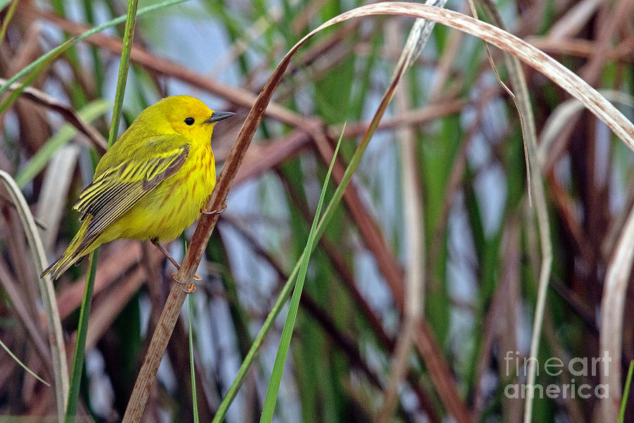 American Yellow Warbler Photograph by Natural Focal Point Photography
