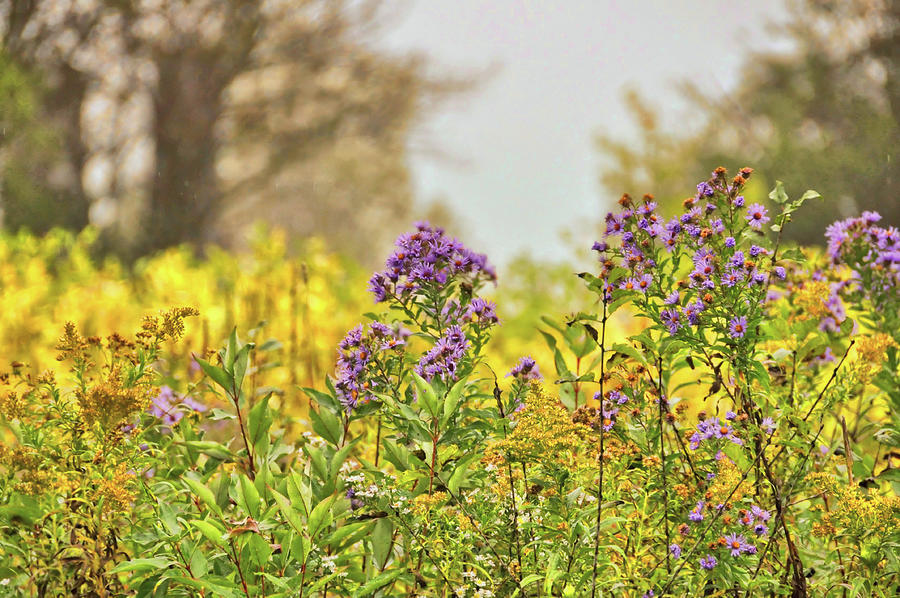 Amethyst And Golden Rod Photograph by JAMART Photography