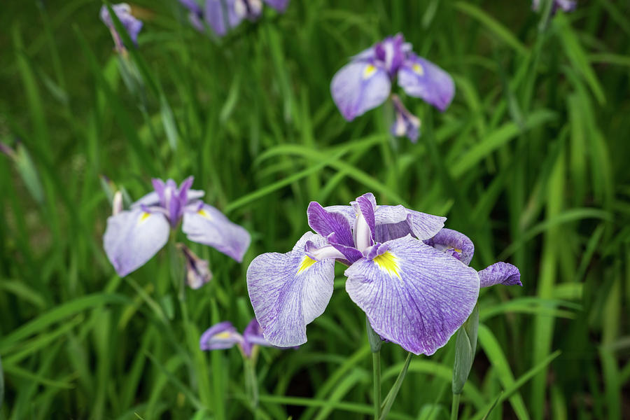 Amethyst Colored Japanese Irises in Bloom - A Garden for Van Gogh Photograph by Georgia Mizuleva