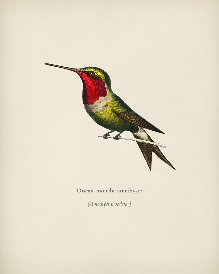 Amethyst Woodestar  Oiseau Mouche Amethyste Illustrated By Charles Dessalines Dvorbigny  1806 1876 Painting