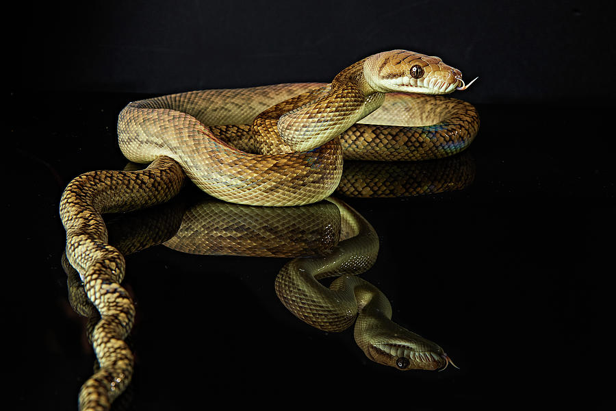 Amethystine Python Photograph by Don Champlin - Fine Art America