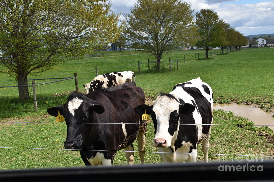 Amish Cows in April Photograph by Christine Clark