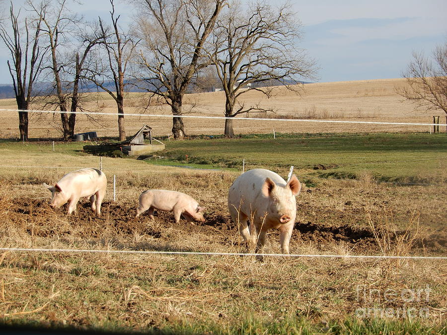 Amish Farm Animals Photograph by Christine Clark