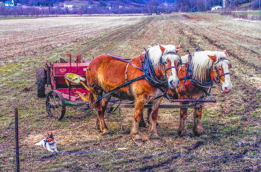 Amish Farming Team Photograph by Tommy Anderson