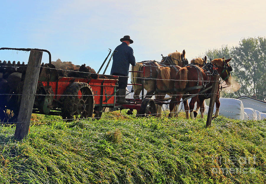 Amish Horses 5283 Photograph by Jack Schultz