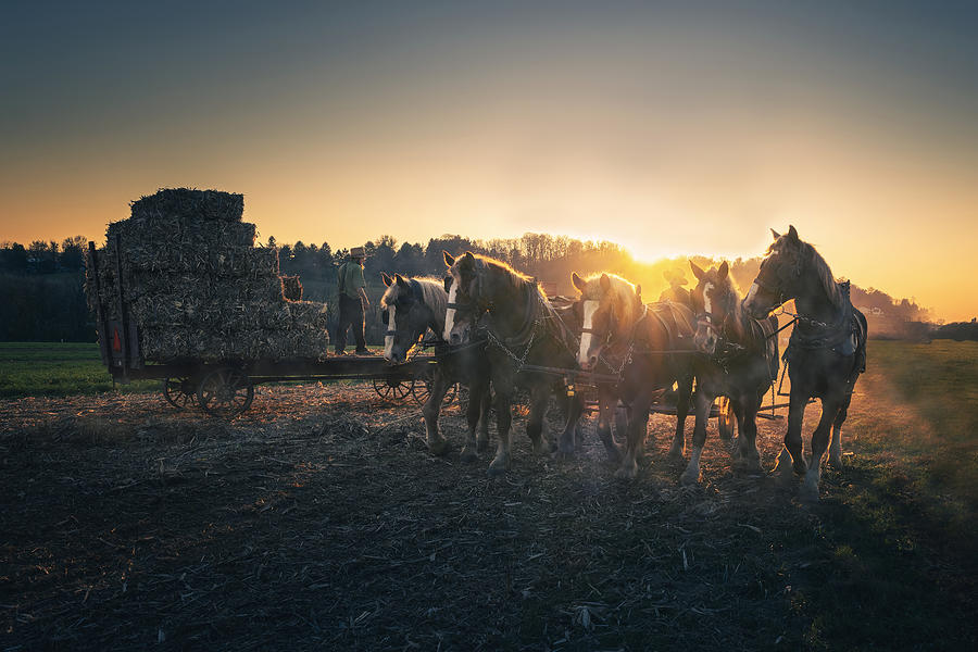Amish People Harvest At Sunset Photograph by Anna Zhang