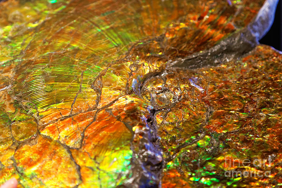 Ammolite Art by Sue Harper Ammolite Art by Sue Harper