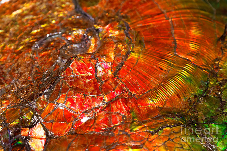 Ammolite fossil by Sue Harper Ammolite fossil by Sue Harper