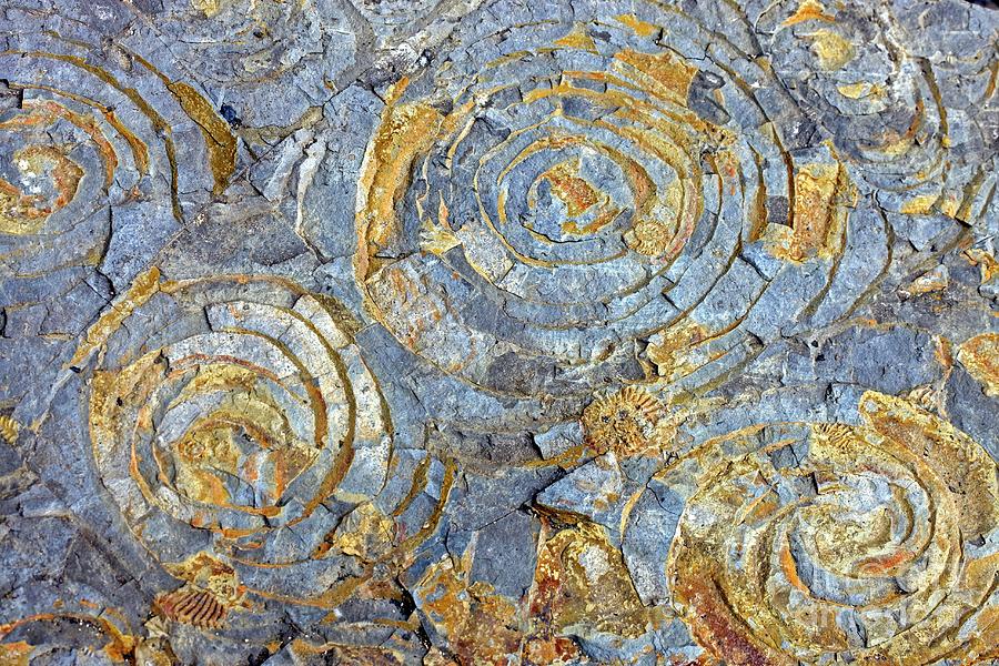 Ammonite And Bivalve Fossils Photograph by Dr Keith Wheeler/science Photo Library