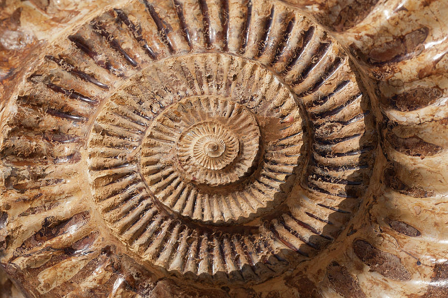 Ammonite Fossil 1 Photograph by Marilyn Hunt