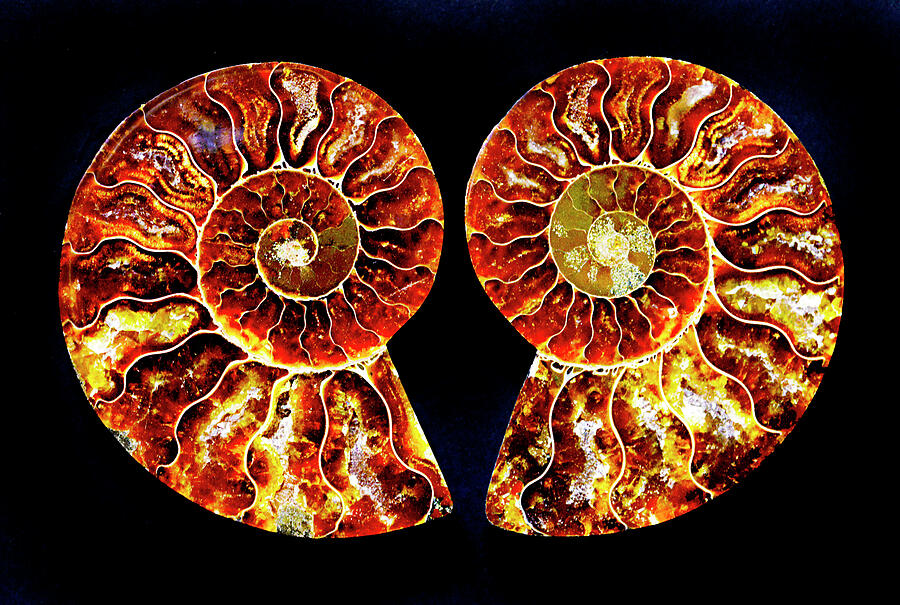 Ammonite Fossil - 5018-2 Photograph by Paul W Faust - Impressions of Light