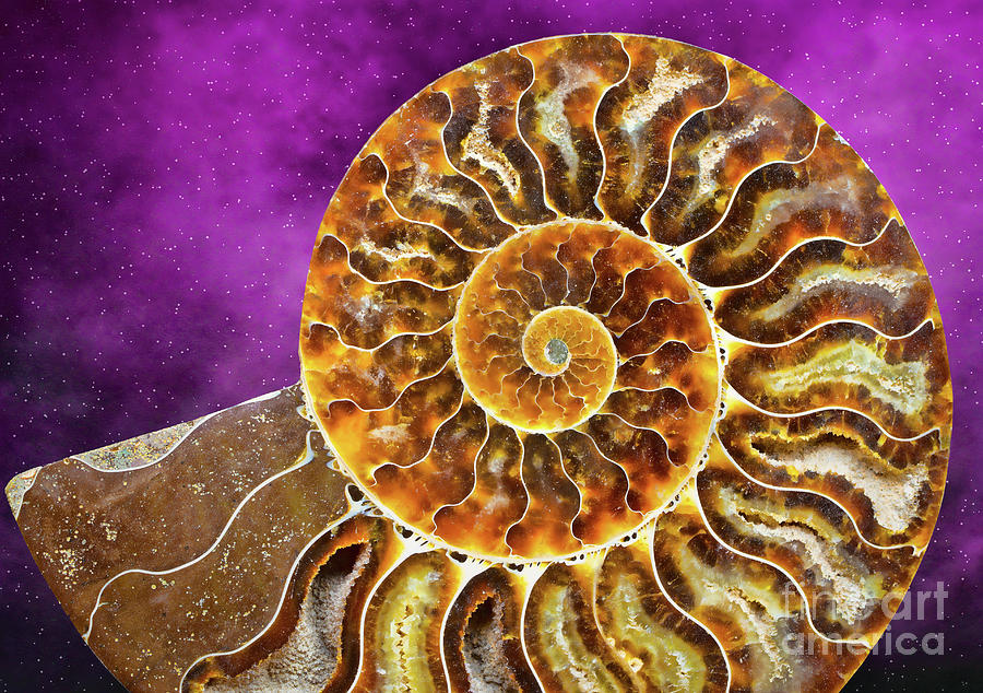 Ammonite Fossil and Texture Photograph by Mimi Ditchie