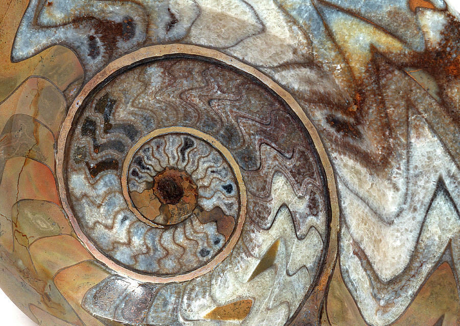 Ammonite Photograph by Imagenavi