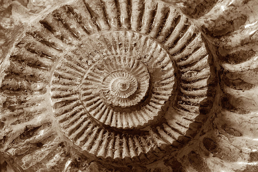 Ammonite Nautilus Photograph by Marilyn Hunt