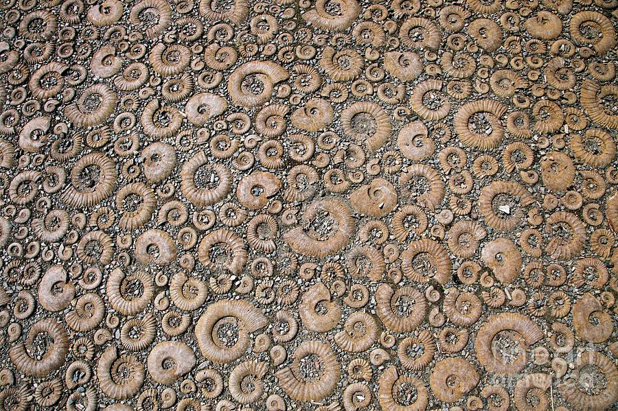 Ammonite Paving Stones Photograph by Dr Keith Wheeler/science Photo Library
