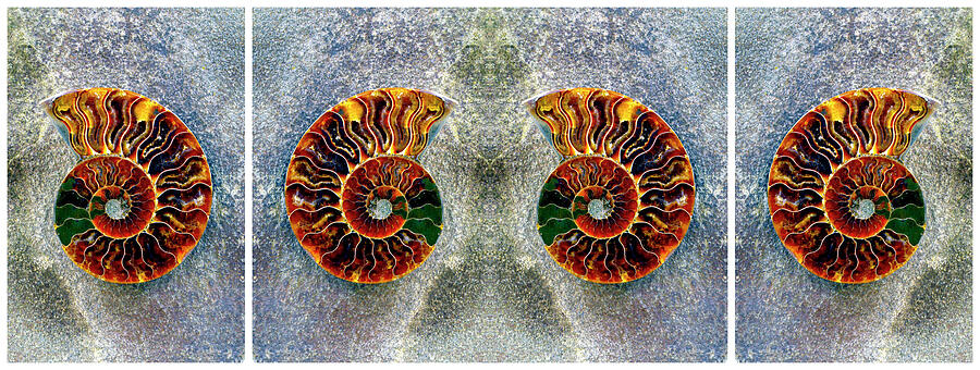 Ammonite Triptych Panel  Photograph by Paul W Faust - Impressions of Light