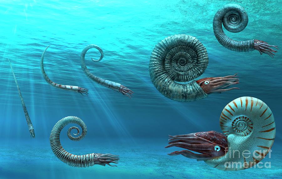 Ammonites Photograph by Masato Hattori/science Photo Library - Fine Art ...