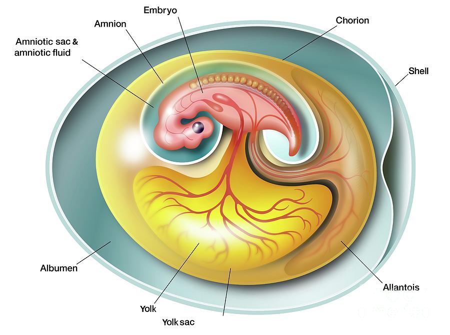 Amniote Embryo Anatomy Photograph by Jose Antonio Penas/science Photo ...