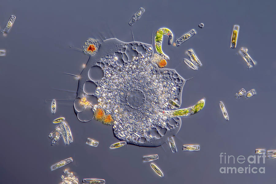 Amoeba With Euglena And Diatoms Photograph by Frank Fox/science Photo Library