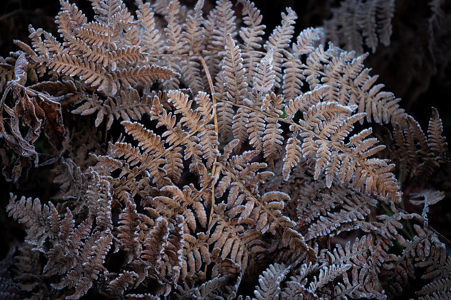 Among Frosted Ferns Photograph by Steven Clark Pixels