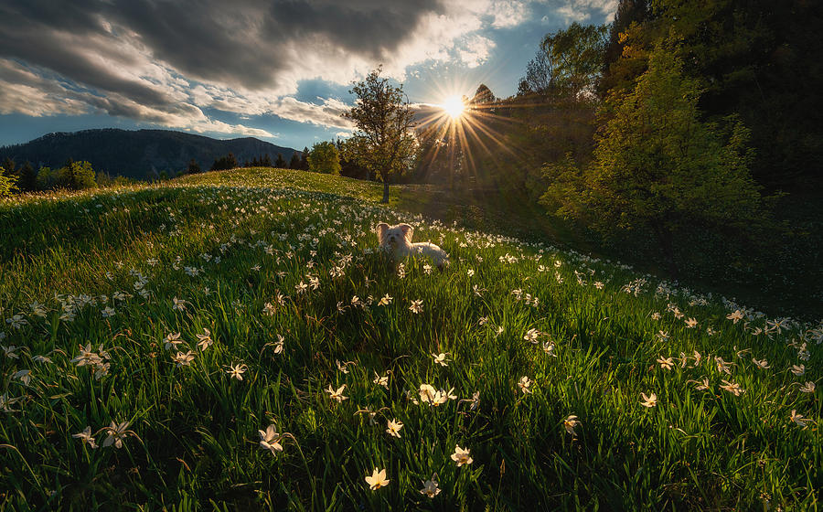 Dog Photograph - Among The Daffodils by Ales Krivec